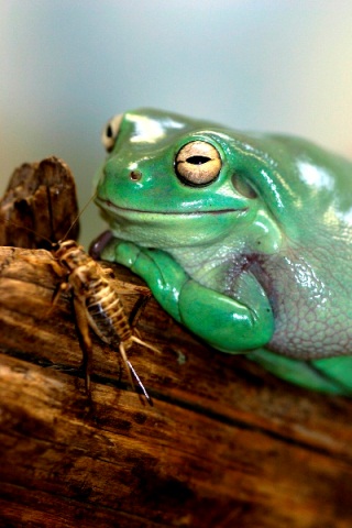 White-Tree-Frog-141113-06.jpg