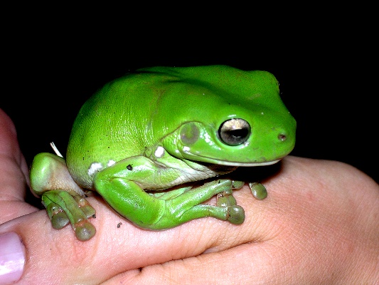 White-Tree-Frog-141113-04.jpg