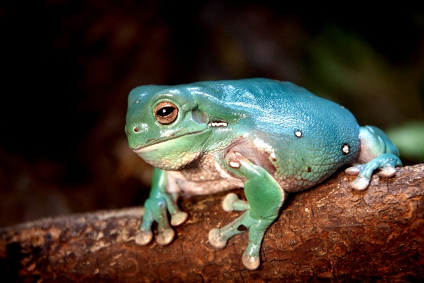 White-Tree-Frog-141113-08.jpg