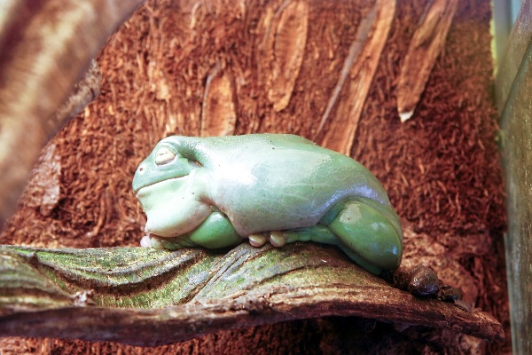 White-Tree-Frog-141113-09.jpg