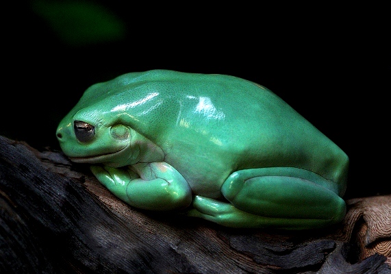 White-Tree-Frog-141113-010.jpg