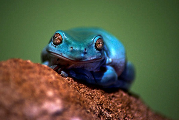 White-Tree-Frog-141113-011.jpg