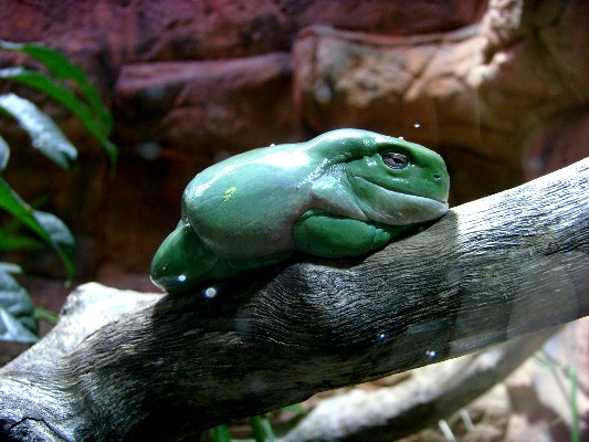 White-Tree-Frog-141113-013.jpg