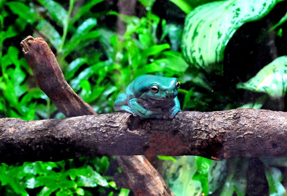 White-Tree-Frog-141113-012.jpg