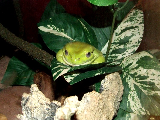 White-Tree-Frog-141113-014.jpg