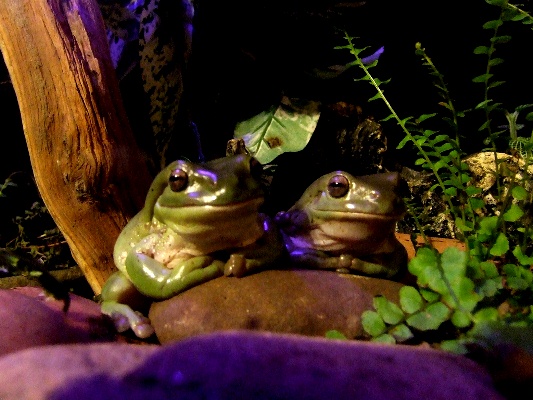 White-Tree-Frog-141113-015.jpg