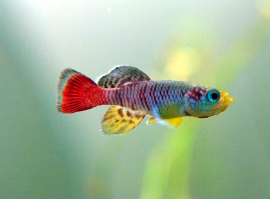 Killifish-281113-01.jpg