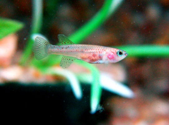 Killifish-281113-02.jpg