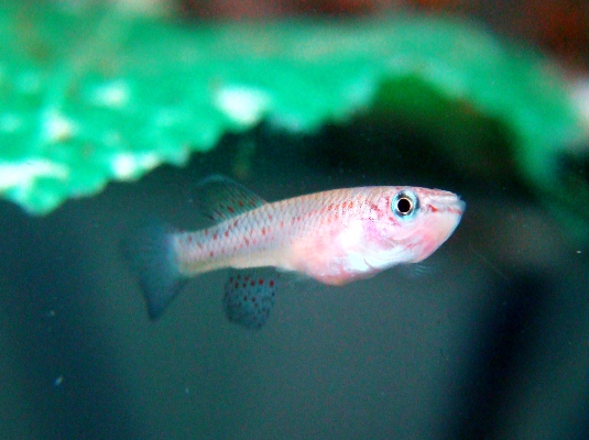 Killifish-281113-03.jpg