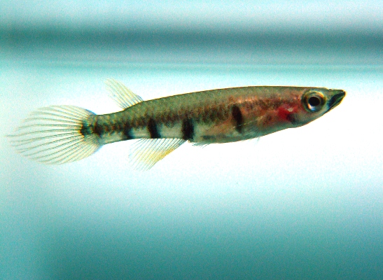 Killifish-281113-06.jpg