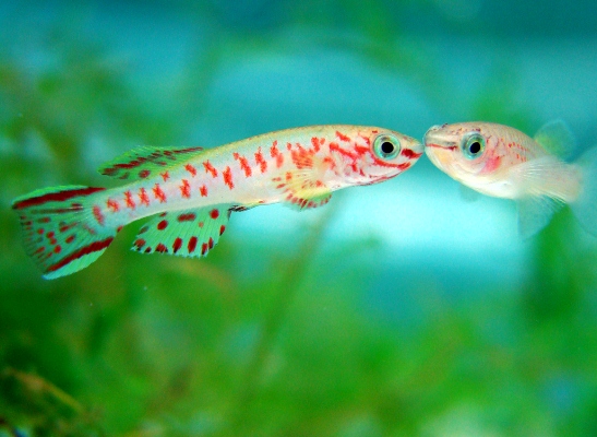 Killifish-281113-04.jpg