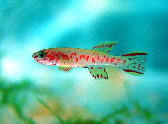 Killifish-281113-05.jpg
