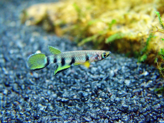 Killifish-281113-07.jpg