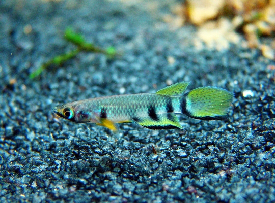 Killifish-281113-08.jpg
