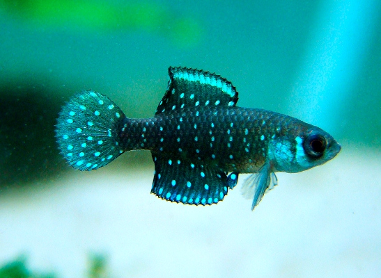 Killifish-281113-09.jpg