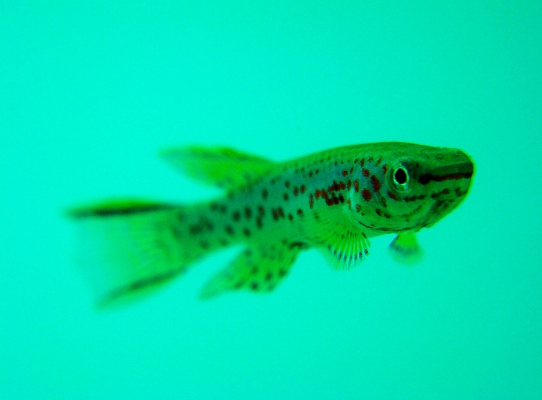 Killifish-281113-010.jpg