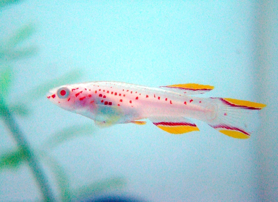 Killifish-281113-011.jpg