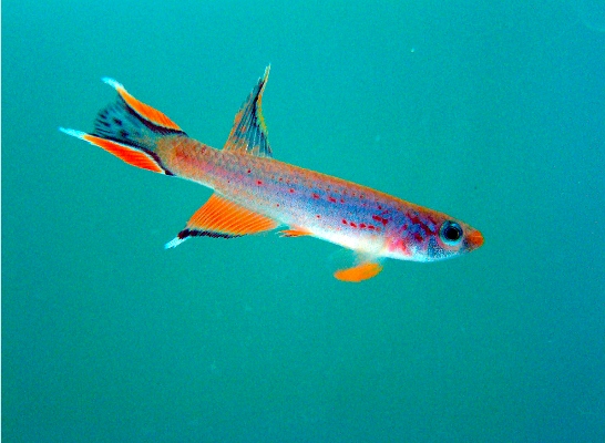 Killifish-281113-012.jpg