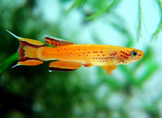 Killifish-281113-013.jpg