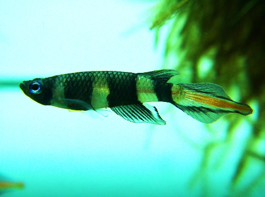 Killifish-281113-014.jpg