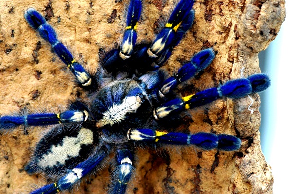 Tarantula-271113-01.jpg