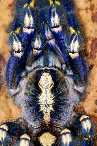 Tarantula-271113-04.jpg
