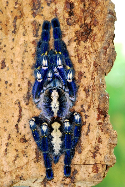 Tarantula-271113-03.jpg