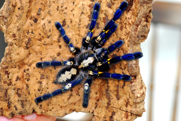 Tarantula-271113-02.jpg