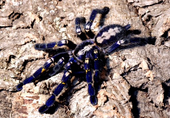 Tarantula-271113-05.jpg