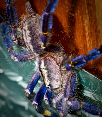 Tarantula-271113-08.jpg