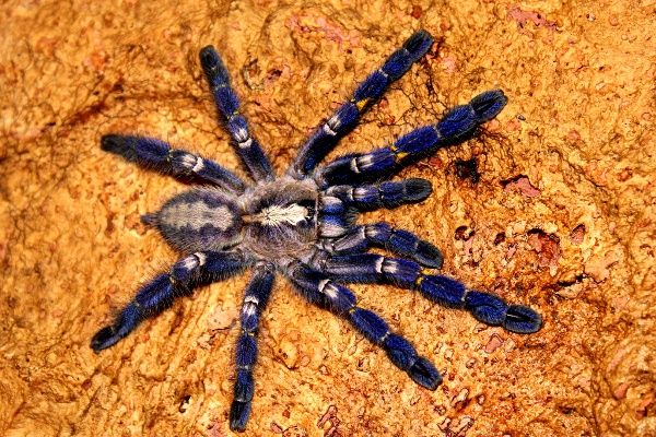 Tarantula-271113-06.jpg