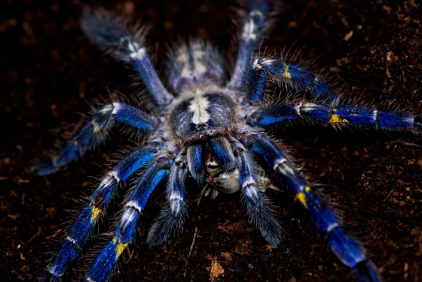 Tarantula-271113-011.jpg