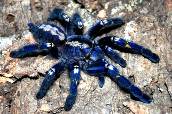 Tarantula-271113-010.jpg