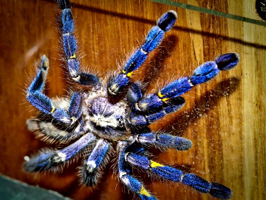 Tarantula-271113-09.jpg