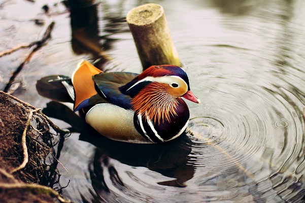 Mandarina-Duck-071113-03.jpg