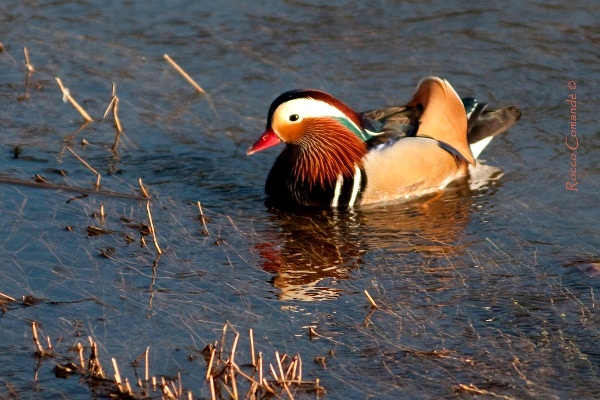Mandarina-Duck-071113-02.jpg