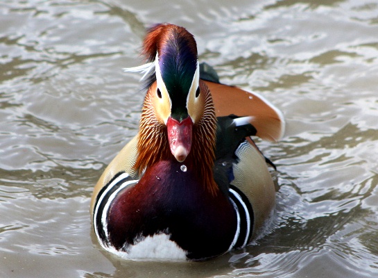 Mandarina-Duck-071113-04.jpg
