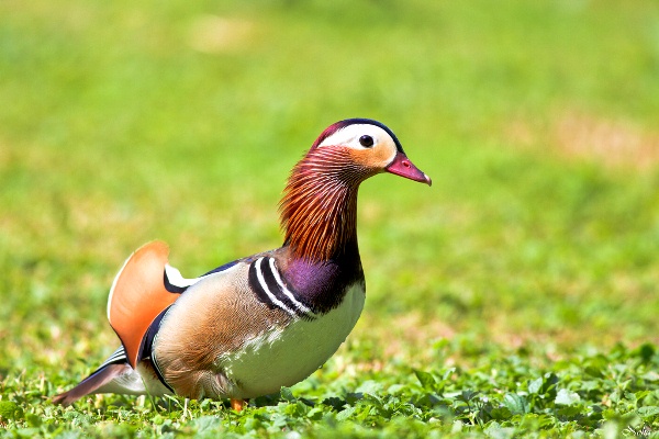 Mandarina-Duck-071113-07.jpg