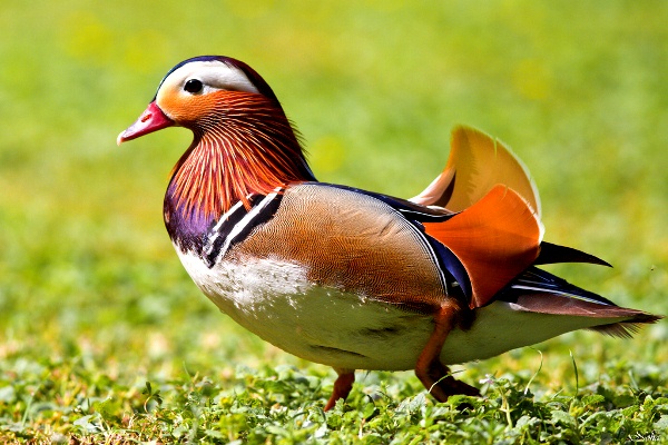 Mandarina-Duck-071113-09.jpg