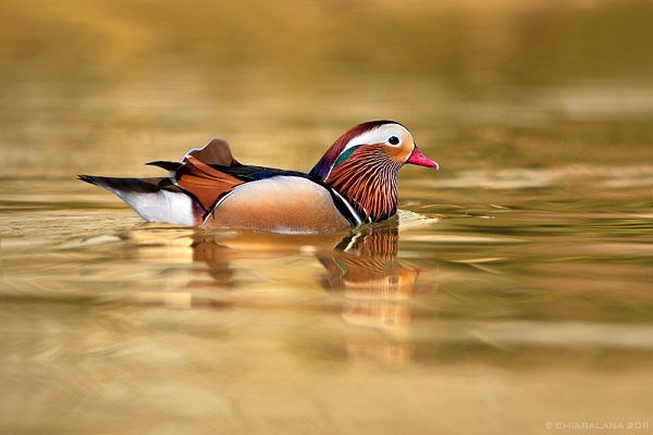 Mandarina-Duck-071113-05.jpg