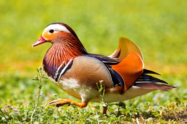 Mandarina-Duck-071113-08.jpg