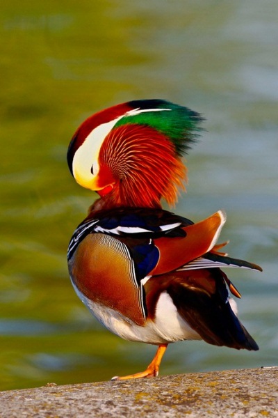 Mandarina-Duck-071113-010.jpg