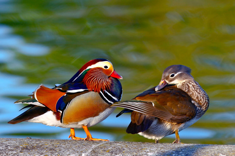 Mandarina-Duck-071113-011.jpg