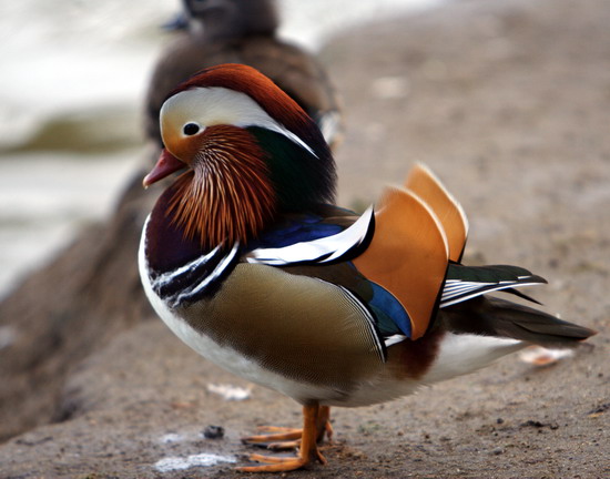 Mandarina-Duck-071113-013.jpg
