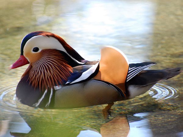 Mandarina-Duck-071113-012.jpg