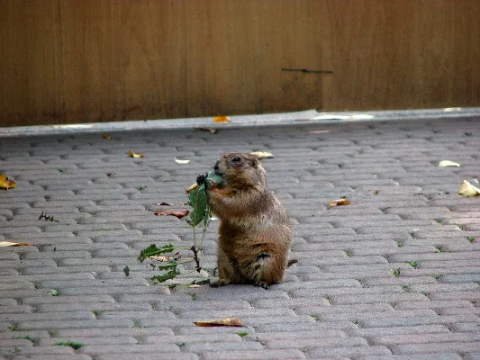 Prairie-dog-141113-04.webp