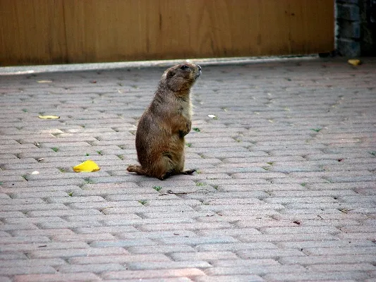 Prairie-dog-141113-03.webp