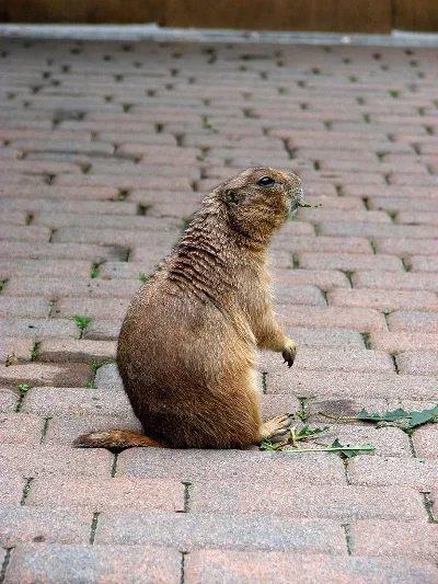 Prairie-dog-141113-02.webp