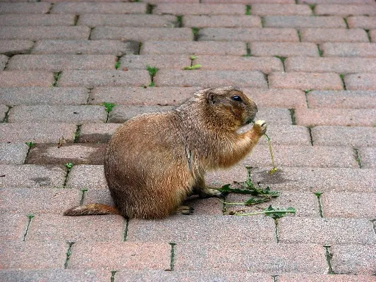 Prairie-dog-141113-05.webp