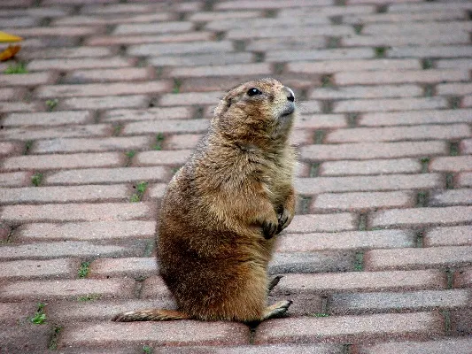 Prairie-dog-141113-01.webp